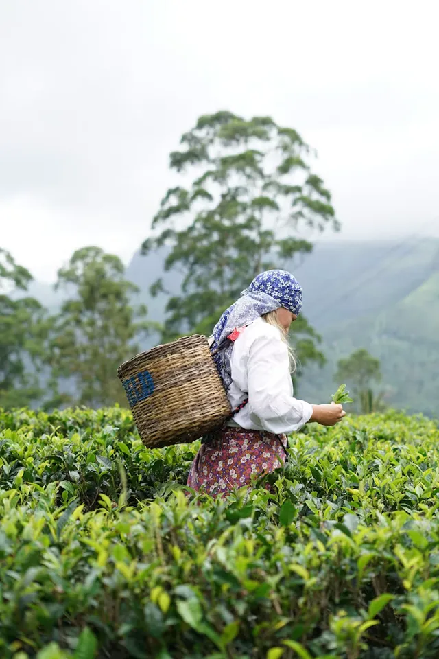 Ceylon Tea tour and tea tasting